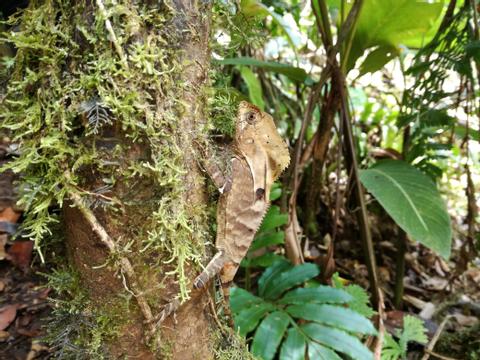 Children's Eternal Rainforest Pocosol Station Costa Rica